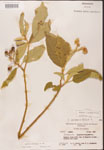 000001774-thumbnail.jpg