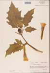 000001794-thumbnail.jpg
