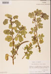 000001798-thumbnail.jpg