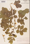000001803-thumbnail.jpg