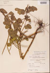 000001808-thumbnail.jpg