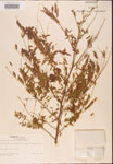 000001816-thumbnail.jpg