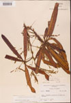 000001817-thumbnail.jpg