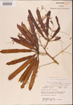 000001818-thumbnail.jpg