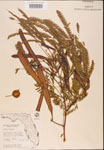 000001821-thumbnail.jpg