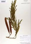 Leucaena