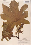 000001830-thumbnail.jpg