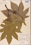 000001831-thumbnail.jpg