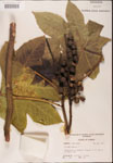 000001832-thumbnail.jpg
