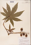 000001833-thumbnail.jpg