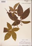 000001838-thumbnail.jpg