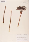 000001843-thumbnail.jpg