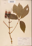 000001845-thumbnail.jpg
