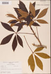 000001846-thumbnail.jpg