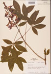 000001849-thumbnail.jpg