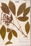 000001850-thumbnail.jpg