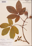 000001851-thumbnail.jpg