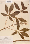 000001852-thumbnail.jpg