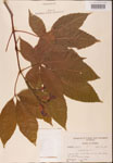 000001854-thumbnail.jpg