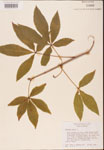 000001855-thumbnail.jpg