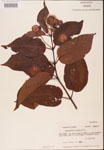 000001887-thumbnail.jpg