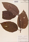 000001890-thumbnail.jpg