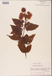 000001891-thumbnail.jpg