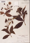 000001892-thumbnail.jpg