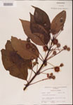 000001893-thumbnail.jpg