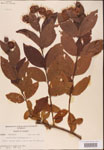 000001894-thumbnail.jpg