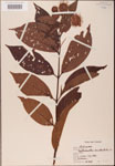 000001895-thumbnail.jpg