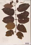 000001896-thumbnail.jpg