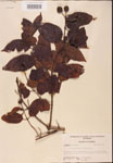000001897-thumbnail.jpg