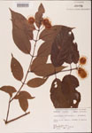 000001898-thumbnail.jpg