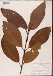 000001899-thumbnail.jpg