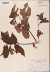 000001900-thumbnail.jpg