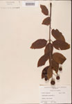 000001901-thumbnail.jpg