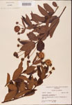 000001902-thumbnail.jpg