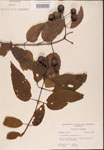 000001903-thumbnail.jpg