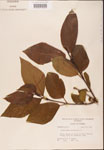 000001904-thumbnail.jpg