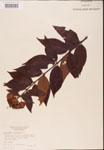 000001905-thumbnail.jpg