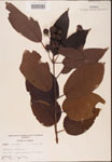 000001906-thumbnail.jpg