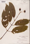 000001908-thumbnail.jpg