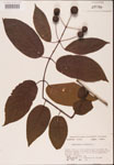 000001909-thumbnail.jpg