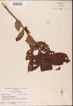 000001910-thumbnail.jpg