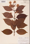000001911-thumbnail.jpg