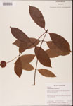 000001912-thumbnail.jpg