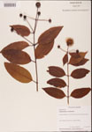 000001913-thumbnail.jpg