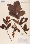 000001914-thumbnail.jpg