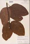 000001915-thumbnail.jpg